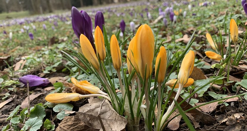 Im Nordhäuser Förstemannpark (Foto: oas)