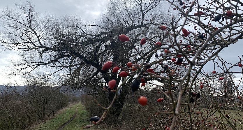 Waldweg bei Kelbra (Foto: oas)