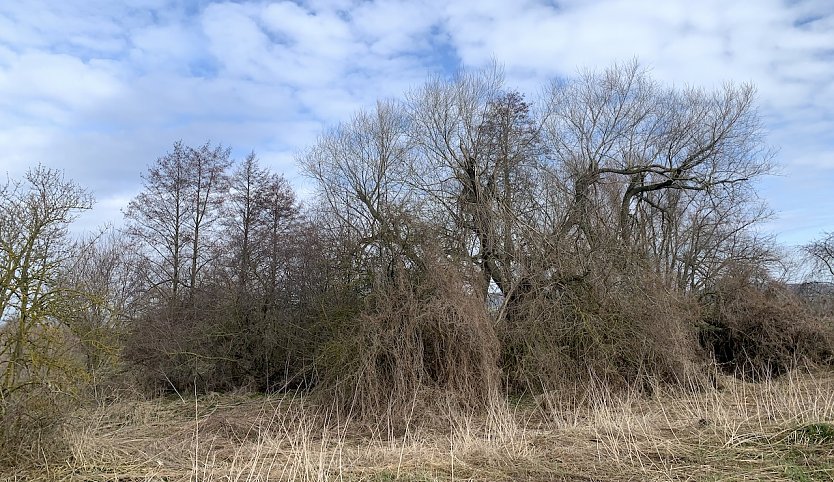 am Stausee Kelbra (Foto: oas)