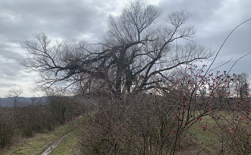 Am Fuße des Kyffhäusergebirges (Foto: oas)