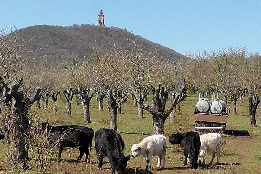 Galloways (Foto: U. Reinboth ) Galloways (Foto: U. Reinboth )