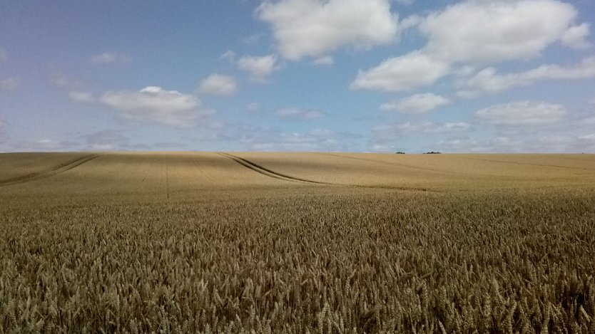 Getreideflächen bis zum Horizont zwischen Pützlingen und Schiedungen. Breite Fahrspuren zwischen dem reifenden Getreide. (Foto: knk)
