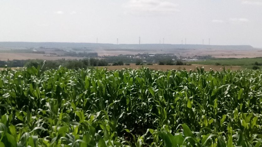 Blick über Mais und Getreide zu den Windrädern der Hainleite. (Foto: knk)