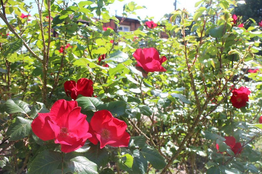 Wetterbild (Foto: agl) Wetterbild (Foto: agl)