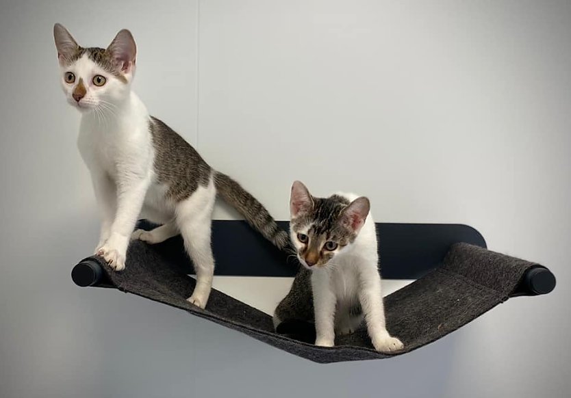 Tiere der Woche: Tequila und Baileys (Foto: Tierheim Nordhausen) Tiere der Woche: Tequila und Baileys (Foto: Tierheim Nordhausen)