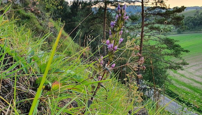 Der gesch&uuml;tzte und in Th&uuml;ringen gef&auml;hrdete Deutsche Enzian (Gentianella germanica) bringt mitunter solch imposanten Exemplare hervor. Durch gezielte Pflegema&szlig;nahmen des BUND-Kreisverbandes Nordhausen, wie zum Beispiel Mahd, Entbuschung und Anlage von Bodenverwundungen, konnte der Bestand, zu dem das abgebildete Exemplar geh&ouml;rt, stabilisiert werden.   (Foto: B.Schwarzberg)