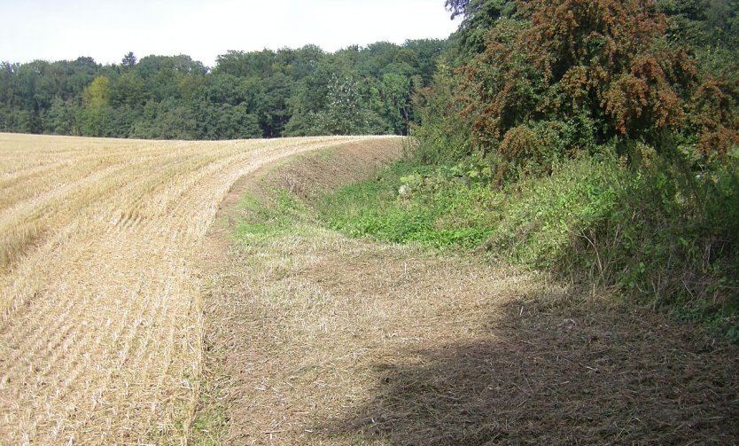 Abgemäht. So sieht eine Flurhygiene aus. Das mag sauber anmuten, ist aber das Gegenteil einer biologischen Vielfalt. (Foto: W. Roth)