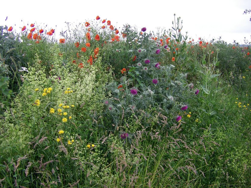 Feldraine mit Blumen und Wildkräutern sind ein Labsal für allerlei Insekten und das Niederwild. (Foto: W. Roth)