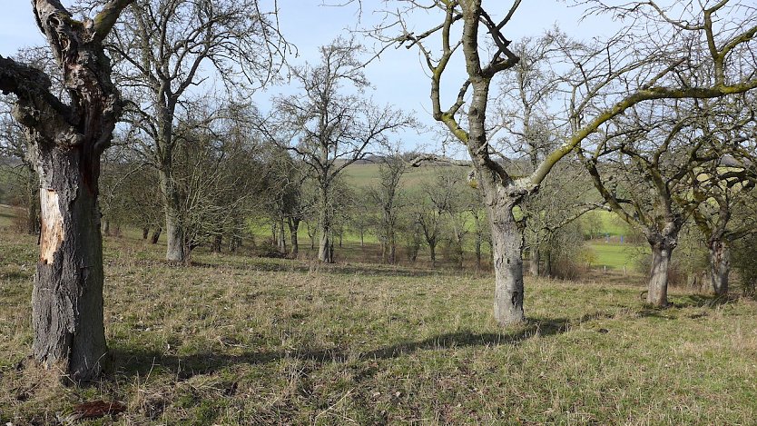 Obstwiese in Buchholz (Foto: Landschaftspflegeverband Südharz/Kyffhäuser)