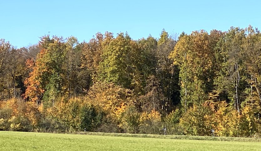 Herbstwald bei Bad Langenalza (Foto: oas)