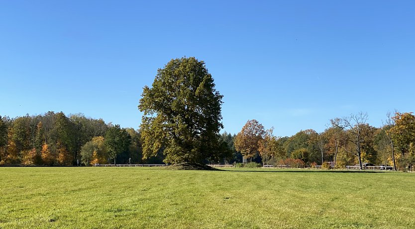 Wiese am Hardt-Haus bei Bad Langensalza (Foto: oas)