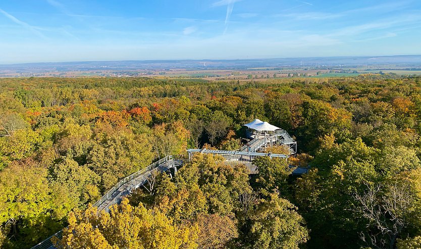 Von 10 bis auf 24 Meter Höhe schlängelt sich der Baumkronenpfad durch das herbstliche Blätterdach des UNESCO Weltnaturerbes Nationalpark Hainich. (Foto: © KTL Kur und Tourismus Bad Langensalza GmbH)