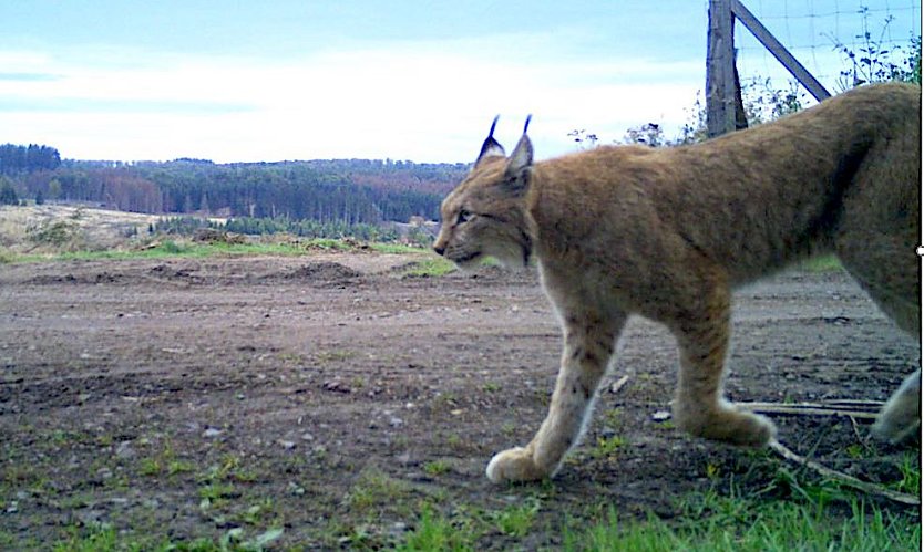 Luchs bei Ilfeld (Foto: Umweltministerium)