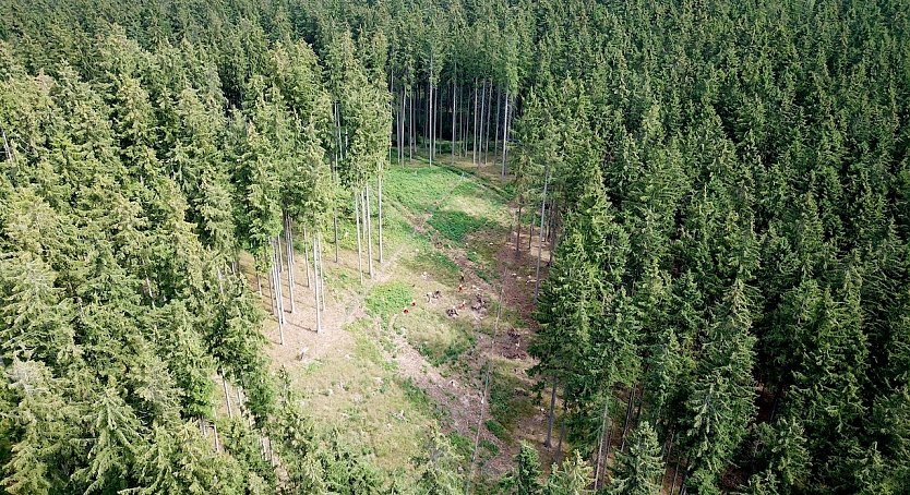 Die Fichte wird sich hier auf der Kahlfläche ohne Zutun des Waldbesitzenden über das umliegende Altholz naturverjüngen. Laubholz muss hier aber ergänzend gepflanzt, unbedingt geschützt und regelmäßig herausgepflegt werden, soll ein klimastabiler Mischwald entstehen (Foto: Roland Stein)