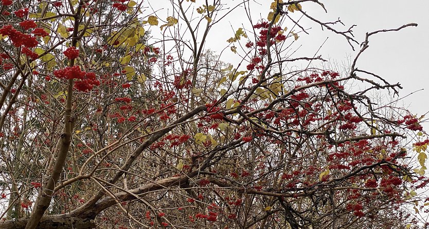 Herbstfr&uuml;chte (Foto: oas)