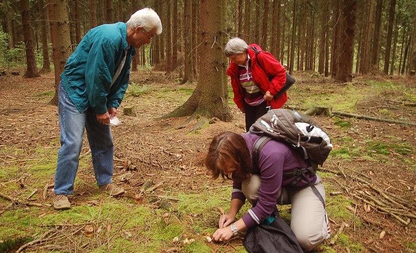 Pilze sammeln schadet weder dem Pilzbestand, noch dem Wald (Foto: ThüringenForst)