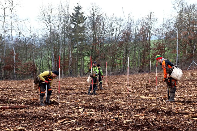 Aufforstung im Harzrigi-Wäldchen (Foto: Stadtverwaltung Nordhausen)