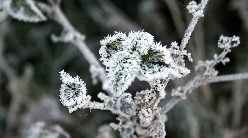 Verzuckerte Goldene Aue heute Morgen (Foto: U.Reinboth)