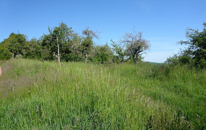 Gemeindeanger in Badra (Foto: S.Staubitz)