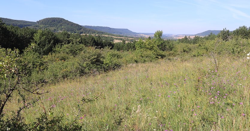 Trockenrasen bei Großlohra (Foto: S.Staubitz)