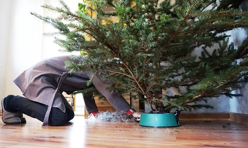 Jedes Jahr eine Herausforderung: Bei Beachtung einiger Förster-Tipps bleibt die Harmonie unterm Weihnachtsbaum erhalten (Foto: Daniela Tröger)