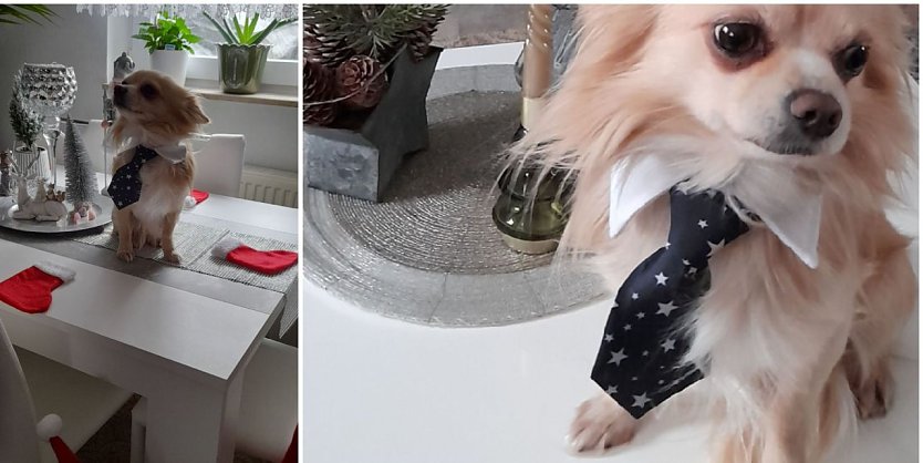 Tierliebe ganz gro&szlig; (Foto: Frank Klein aus Bad Frankenhausen)