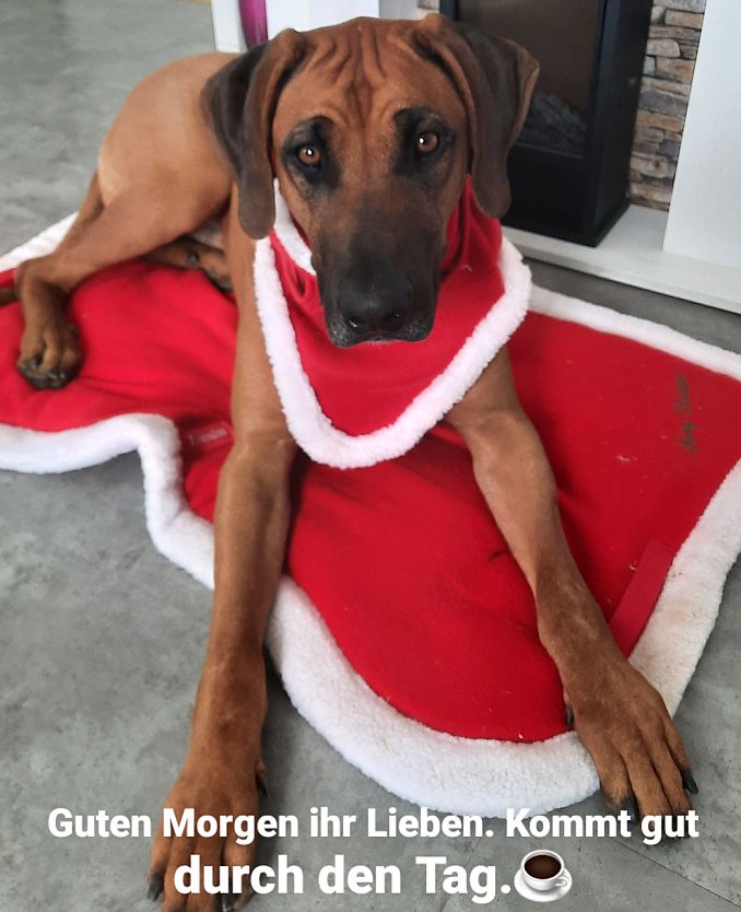 Rhodesian Ridgeback Asani  (Foto: (Marina H&ouml;xtermann und Ronald Wicke aus Sondershausen)