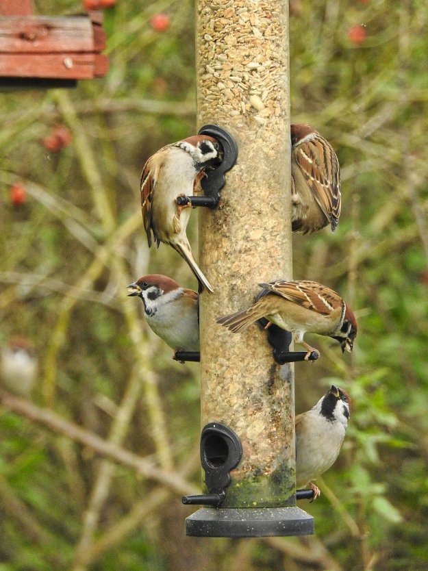 Feldsperlinge am Futtersilo (Foto: Arne von Brill)