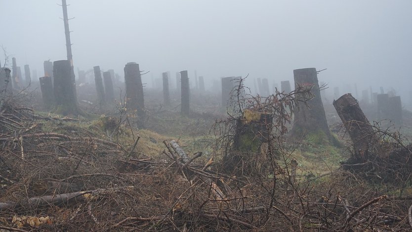 Bequeme Forstwirte, die sich beim sanieren von Borkenk&auml;fer-Schadfl&auml;chen nicht b&uuml;cken wollten? Weit gefehlt � im Schutz jeder einzelnen Hochstubbe gedeiht eine klimastabile junge Wei&szlig;-Tanne oder Buche (Foto: Horst Spro&szlig;mann)