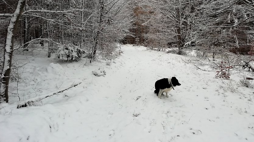 Ideale Rodelbedingungen im Harz (Foto: W.J&ouml;rgens)