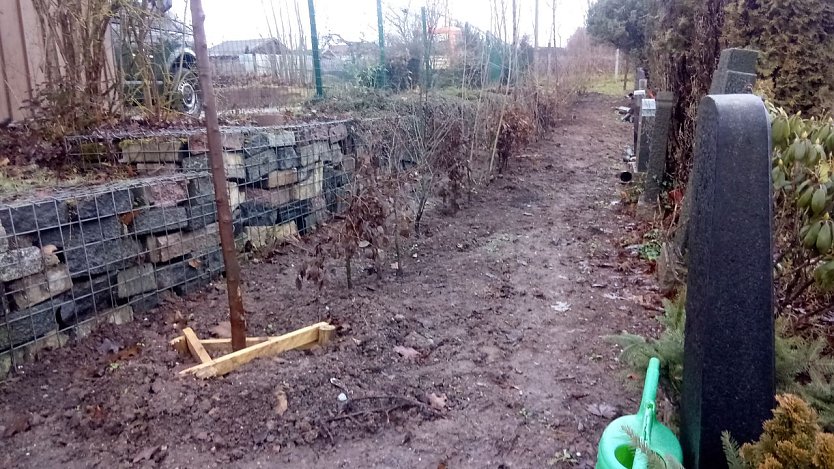 Seit kurzer Zeit zieren verschiedene Geh&ouml;lze die kahl gewordene Fl&auml;che. (Foto: Anton Adlerauge)