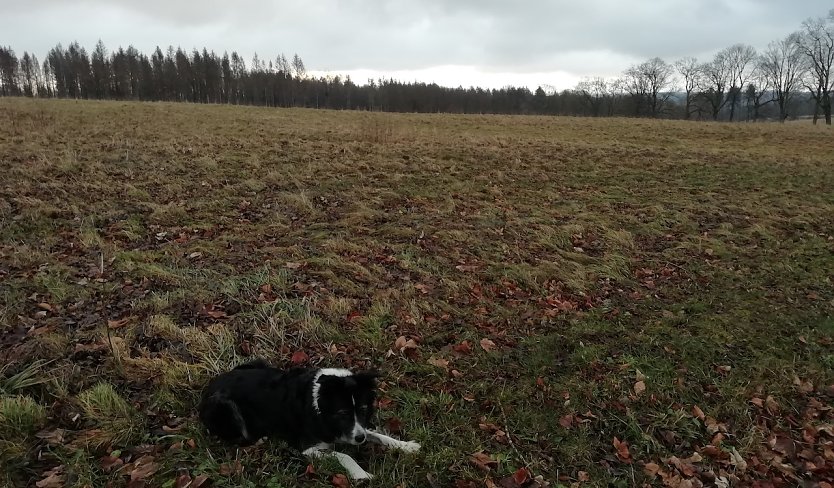 Am Neujahrsmorgen bei Sophienhof (Foto: W.J&ouml;rgens)