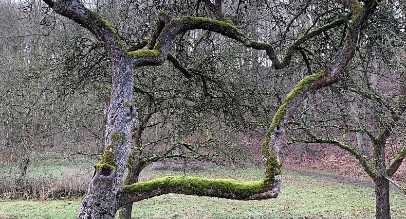 Obstwiese im Winter (Foto: oas)