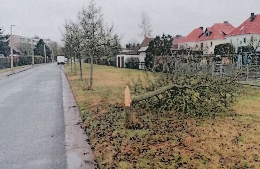 Beschädigter Baum in Salza (Foto: Polizei)