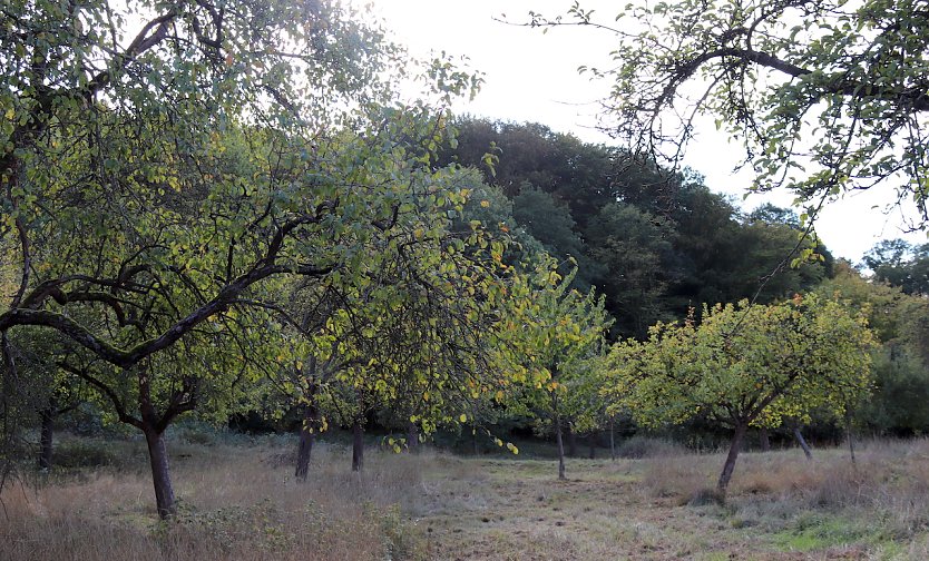 Obstbaumwiese (Foto: LPV)