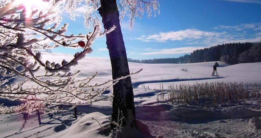 Bäume trotzen den heimischen Wintertemperaturen mit unterschiedlichen Überlebensstrategien (Foto: Horst Sproßmann)