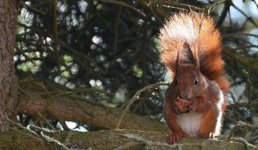 Sie legen Eicheln oder Bucheckern als Winternahrungslager an, die sie nicht alle wiederfinden. So wachsen im Frühjahr aus dem Versteck neue Bäumchen heran (Foto: Ralf Sikorski)