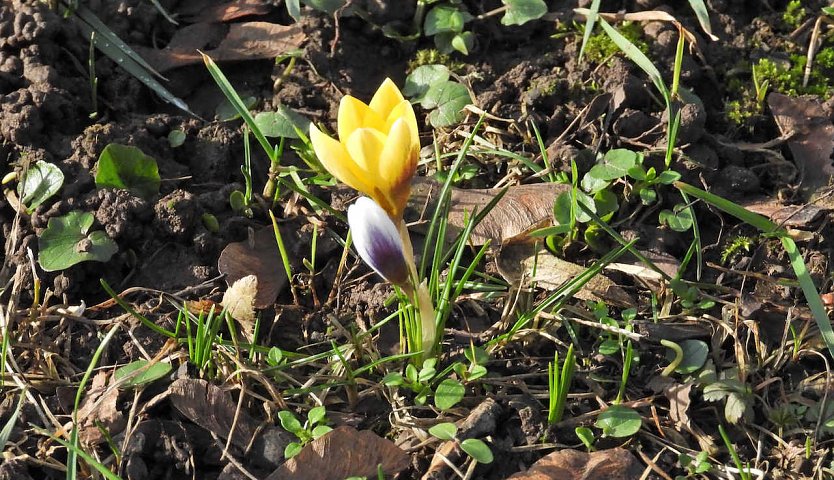 Frühlingsboten im Stadtpark (Foto: P.Blei)