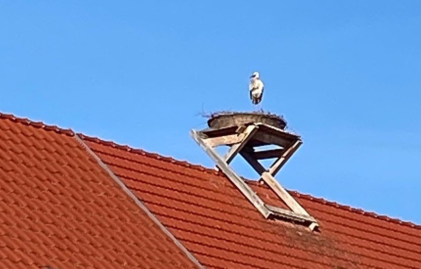 Der Storch ist wieder da (Foto: Kerstin Hesse)