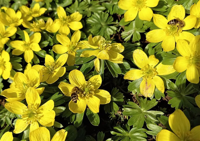 Einen Hauch von Frühling hat Familie Müller auf dem Hofberg in Krimderode entdeckt (Foto: F. Müller)