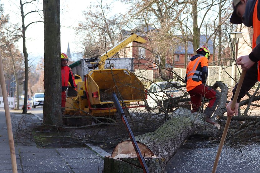 Einige Bäume mussten in der Riemannstraße schon weichen (Foto: Stadtverwaltung Nordhausen)