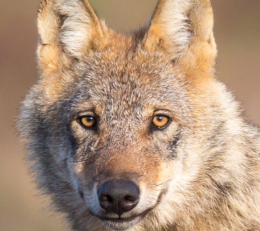 Ein Wolf oder "der böse Räuber aus dem Märchen" (Foto: Jürgen Borris)