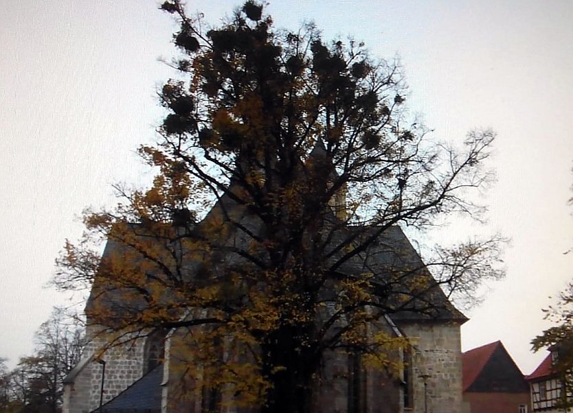 Überaus mit Misteln überwuchert, zeigte sich einst die alte Linde bei der Blasiikirche in großer Sorge.     (Foto: Anton Adlerauge)