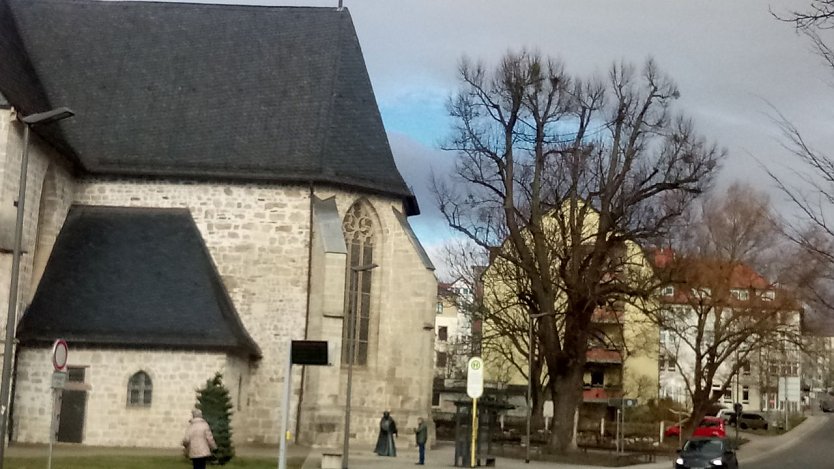 Von den schmarotzenden Misteln befreit, kann die alte Linde wieder durchatmen. (Foto: Anton Adlerauge)