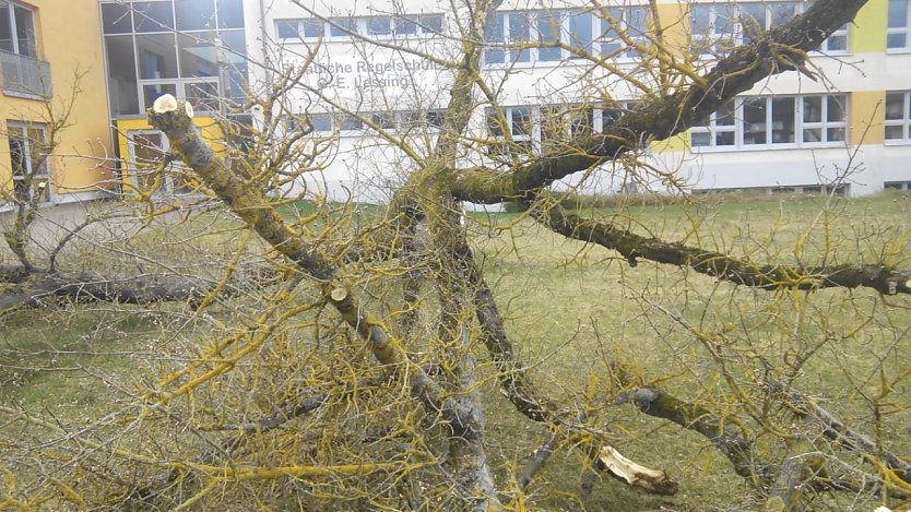 Der letzte Baum (Foto: Anton Adlerauge)