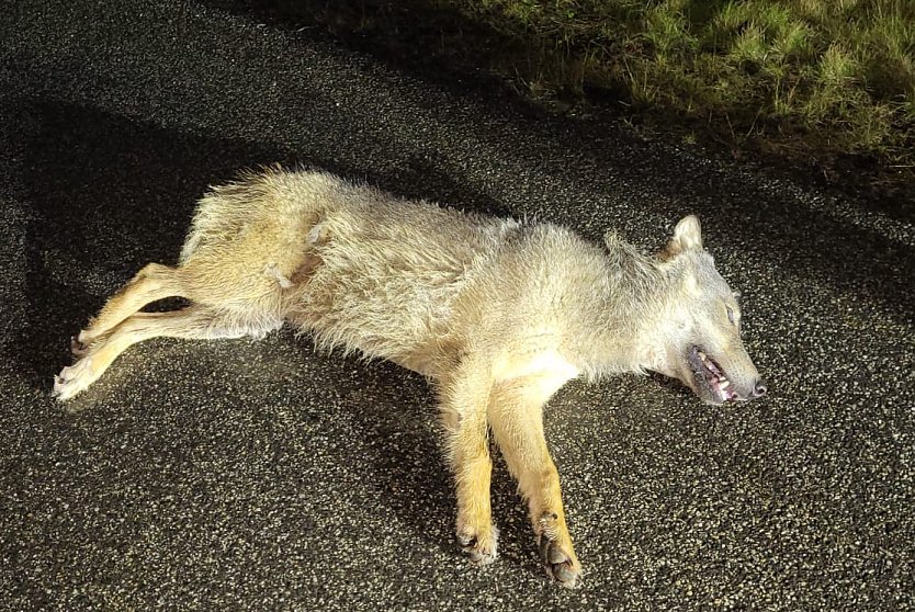 Dieser Wolf lag gestern auf der Autobahn  (Foto: Autobahnpolizei)