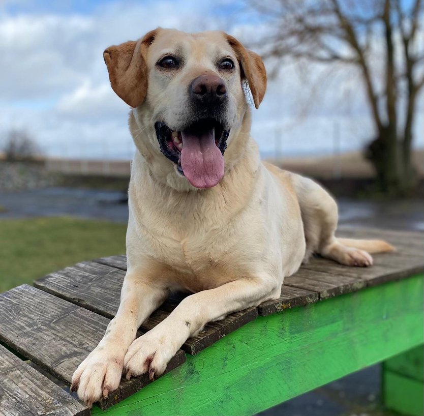 Tier der Woche: Elli (Foto: Tierheim Nordhausen)