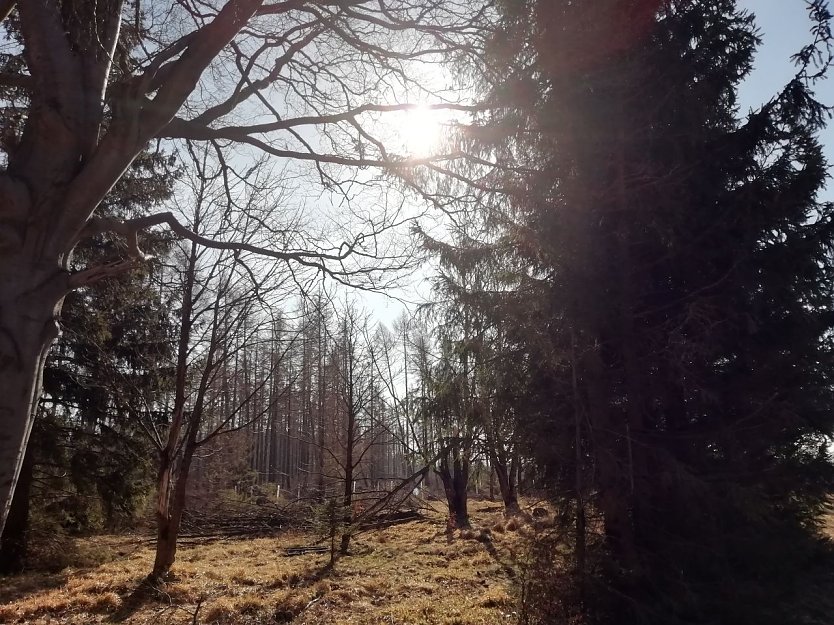 Auch in Sophienhof begl&uuml;ckte heute die Fr&uuml;hlingssonne das Gem&uuml;t (Foto: W. J&ouml;rgens)