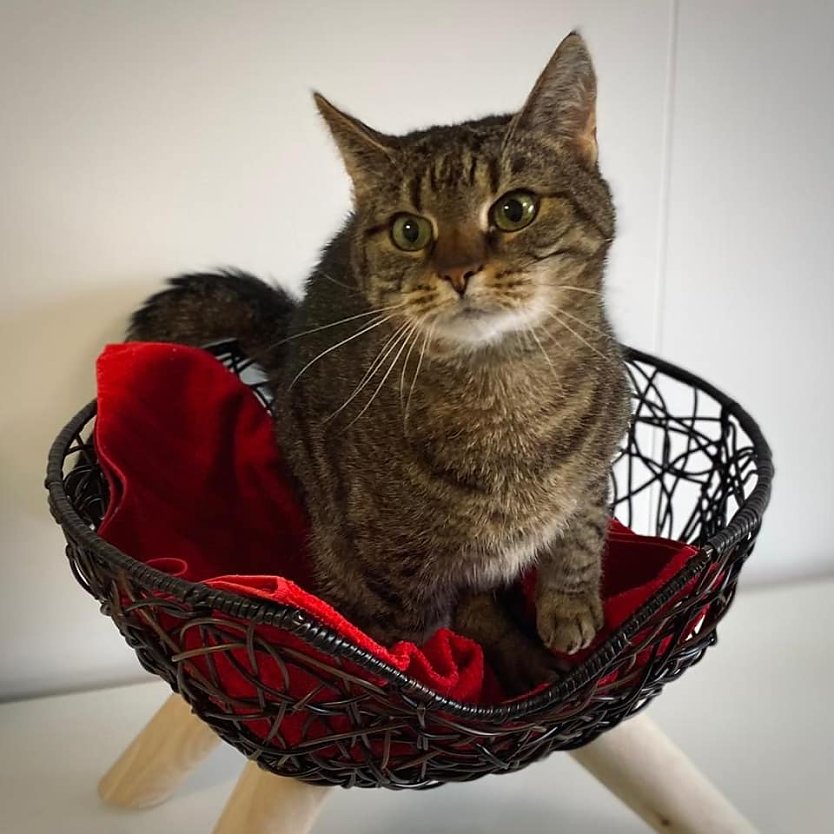 Tier der Woche: Sissi (Foto: Tierheim Nordhausen) Tier der Woche: Sissi (Foto: Tierheim Nordhausen)