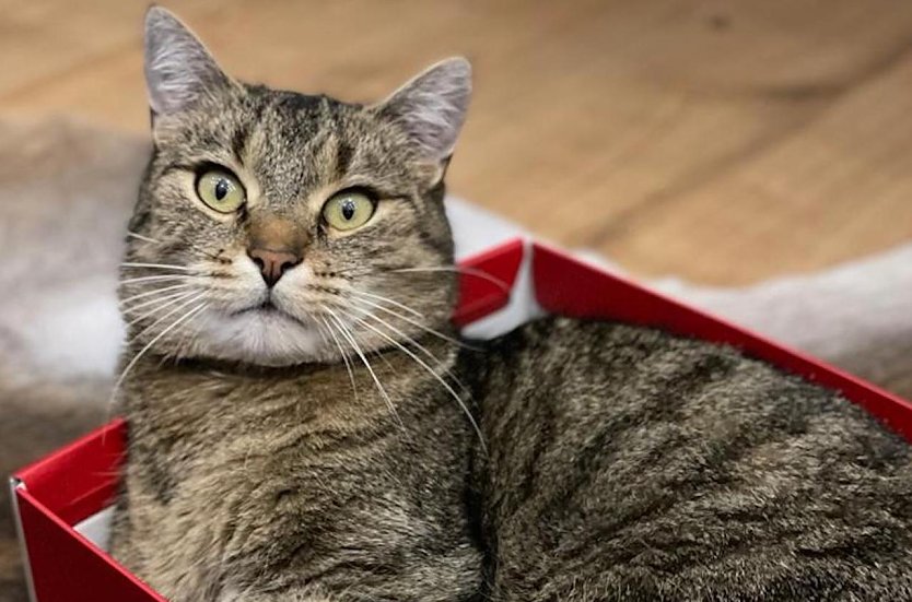 Kater Chester vermisst (Foto: Tierheim Sondershausen)